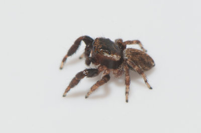 Nycklamossen Halland 30.6-18 adult male