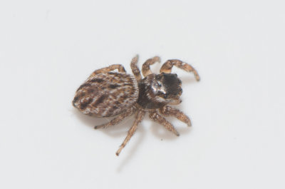 Åkulla Halland 13.5-18 adult female