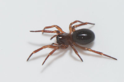 Jrnmlle Halland 1.4-18 adult female