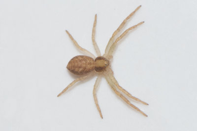 Philodromus albidus ( Blek snabblpare )