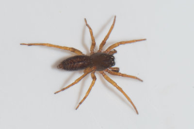 Subbe Halland 16.5-18 adult male