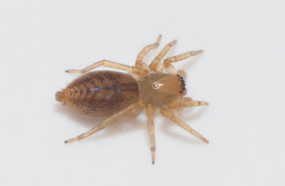Clubionidae ( Sckspindlar )