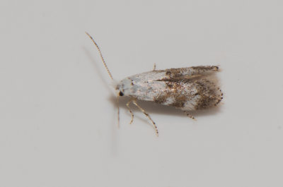 Bucculatrix frangutella ( Brakvedskronmal )
