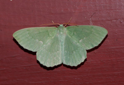 Geometra papilionaria ( Dagfjrilsmtare )