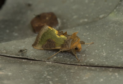 Diachrysia stenochrysis ( Mittfltsdelat metallfly )