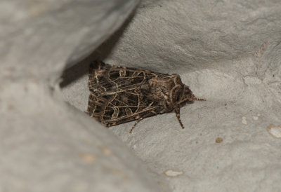 Sideridis reticulata ( vitribbat lundfly )