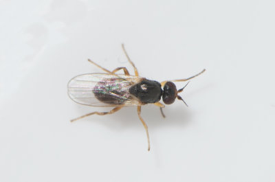 Elachiptera sp