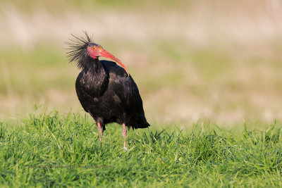 Northern bald Ibis - Geronticus eremita