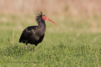 Northern bald Ibis - Geronticus eremita