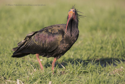 Northern bald Ibis - Geronticus eremita