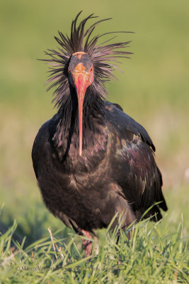 Northern bald Ibis - Geronticus eremita