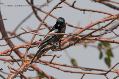 Southern Black Tit - Parus niger