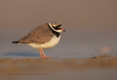 Ringed plover - Charadrius hyaticula