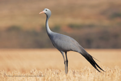 Blue crane - Anthropoides paradisea
