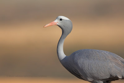 Blue crane - Anthropoides paradisea