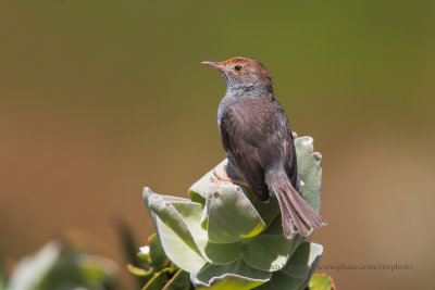 Neddicky - Cisticola fulvicapilla