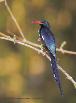 Green Wood-hoopoe - Phoeniculus purpureus