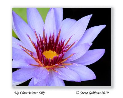 Up_Close_Water_Lily