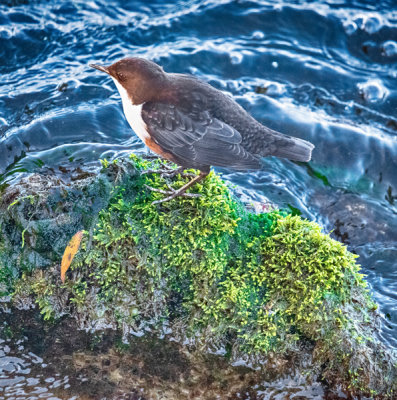 Dipper (Cinclus cinclus)