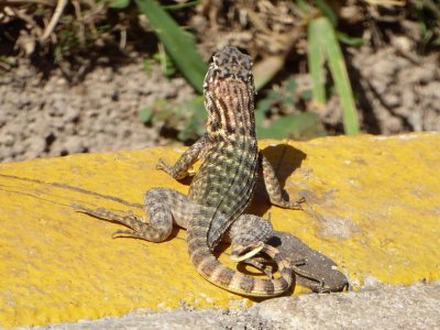 Nature_12300168