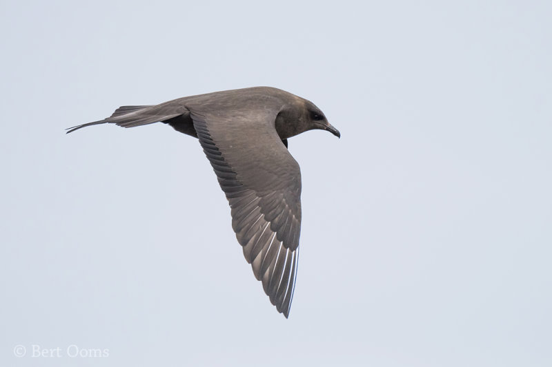 Arctic skua - kleine jager 2018 PSLR-4074