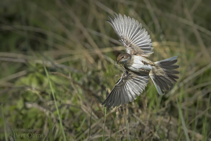 Common whitethroat PSLR-3344