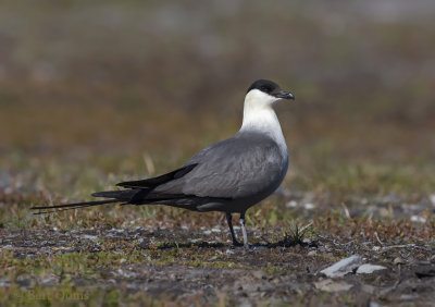 Long-tailed jaeger PSLR-3607