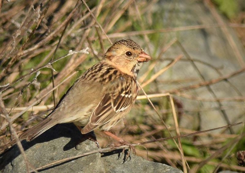 Rare Sighting - Harris Sparrow