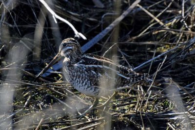 Snipe in Camouflage