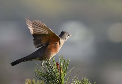 Spreading Wings