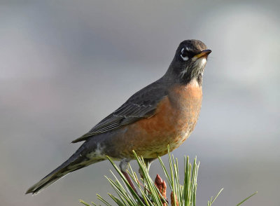 Robin In Treetops