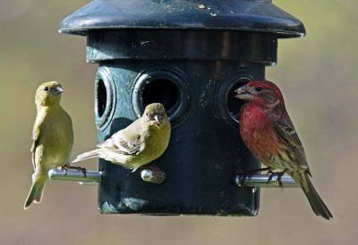 Two Goldfinch, One Housefinch