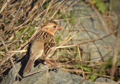 A Second Shot of the Harris Sparrow