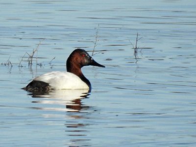 Canvasback Side View