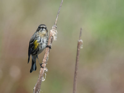 Yellow-rumped Warbler Head On