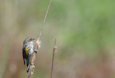 Warbler On A Cattail