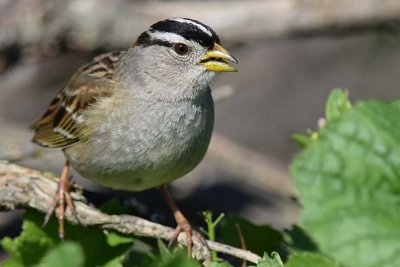 Talkative WC Sparrow