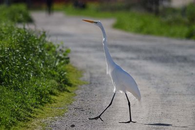 Taking a Walk