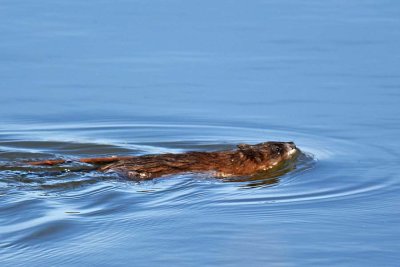 Muskrat with Stick