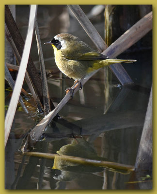 Common Yellowthroat