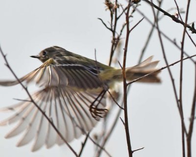 Flying Away