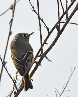 Ruby Crowned Kinglet From the Back