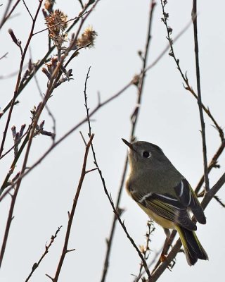 Little Ruby Crowned Kinglet