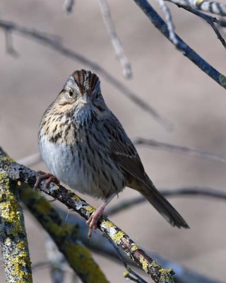 Lincoln's Sparrow on Beige