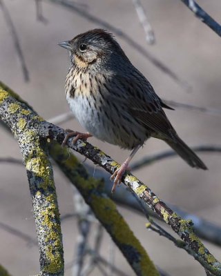 Lincoln's Sparrow in a Spot of Light