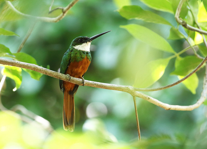 Rufous-tailed Jacamar