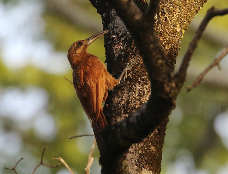 Moustached Woodcreeper