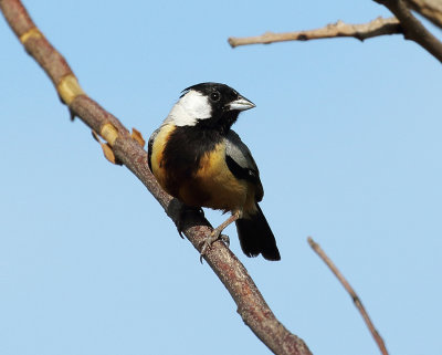 Coal-crested Finch
