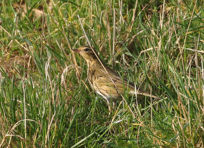 Olive-backed Pipit