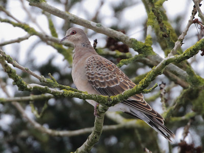 Oriental Turtle-dove